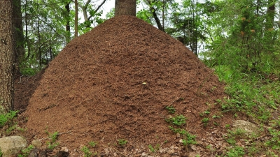 Соседи по поляне - муравьи